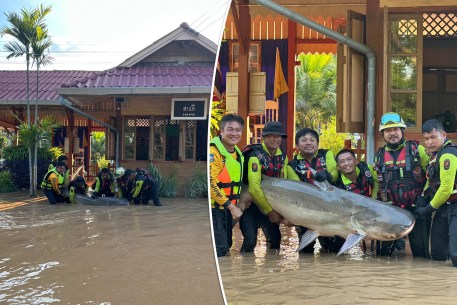 Rescuers had the ultimate catch-and-release experience after saving a monster Mekong River catfish that became trapped inside a flooded train station in Thailand.