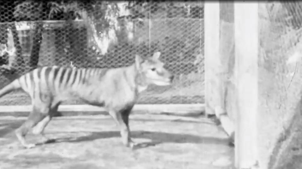 Black-and-white archival footage from 1935 of the now-extinct Tasmanian tiger pacing in its cage.