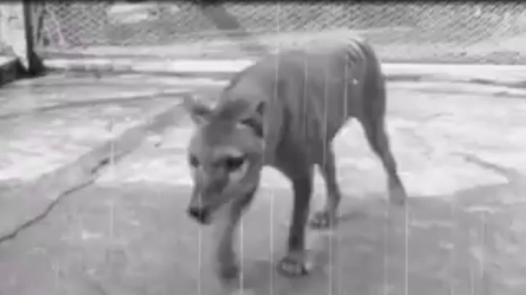 Black-and-white 1935 footage of the now-extinct Tasmanian tiger pacing in its cage