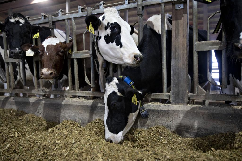 Dairy cows in a barn at Stone-Front Farm in Lancaster, Wisconsin during Covid-19 pandemic, with a note of escalating milk production and loss of 40,000 dairy farms in the state.