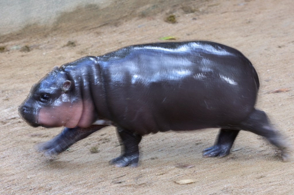 Moo Deng is sparking an overzealous reaction from the public just by living her life as a small hippo.