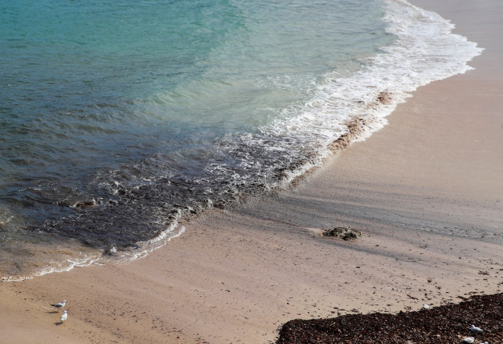 The unusual floaters were first spotted on Coogee Beach on Tuesday.