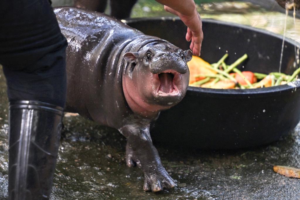 Some online reacted shocked to baby Moo Deng biting people in her enclosure.