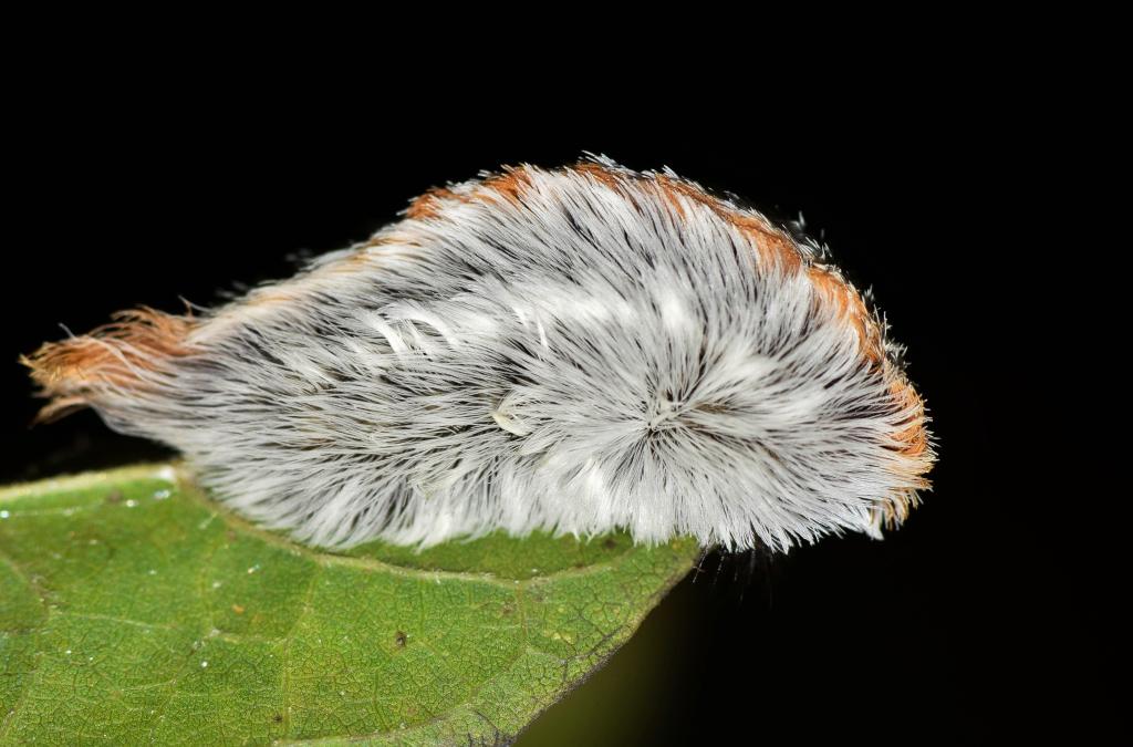 Floridians are warning that the puss caterpillar's deceiving fur-like appearance can cause severe pain and burning. 