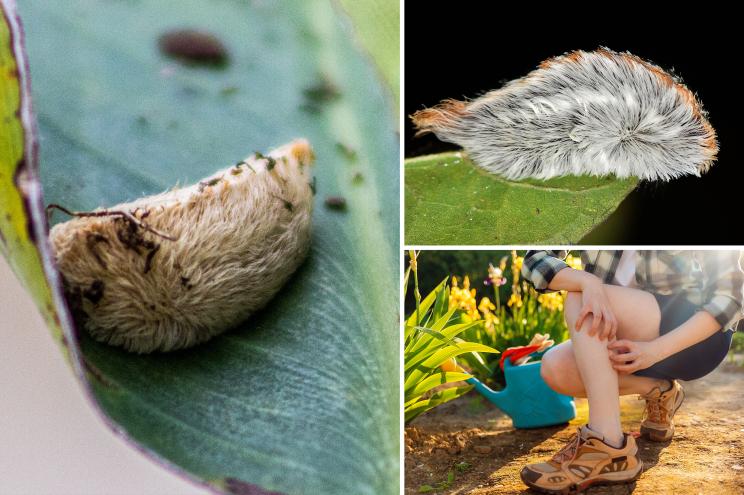 Venomous puss caterpillars have made their seasonal return to the Sunshine State.