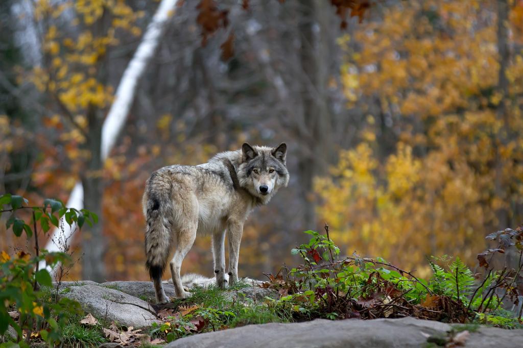 A wolf standing on a rock during the Hunter's Moon phase