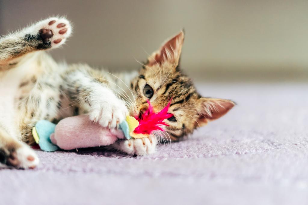 Cute baby cat playing with a toy at home