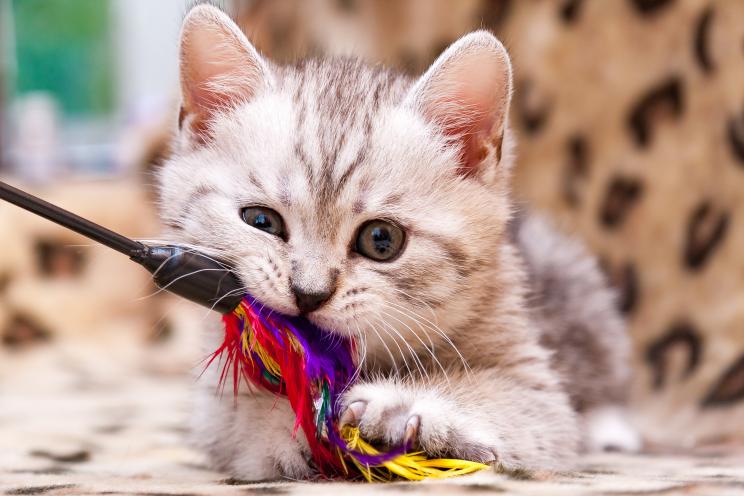 Kitten playing with feather wand - small British kitten gray white color chews cat toy looking at the camera close-up