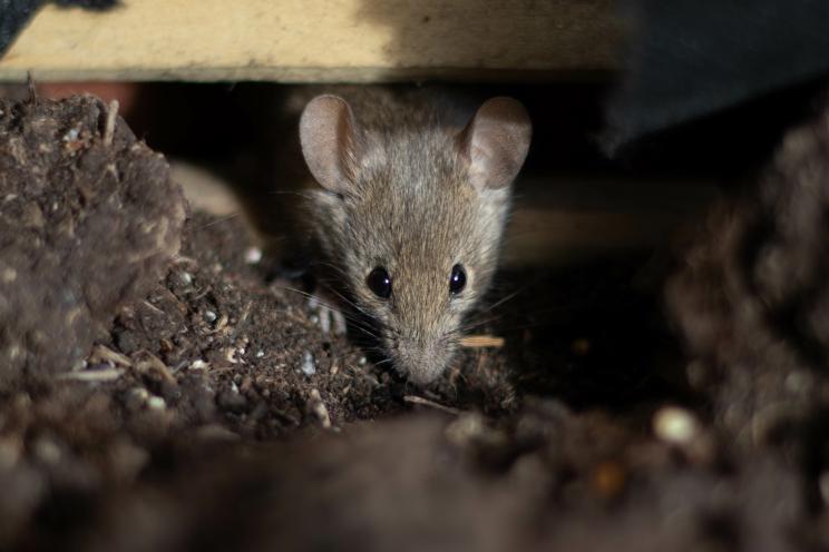 Researchers have discovered a surprising trait in rats that they say evokes a "Jedi" power from "Star Wars."