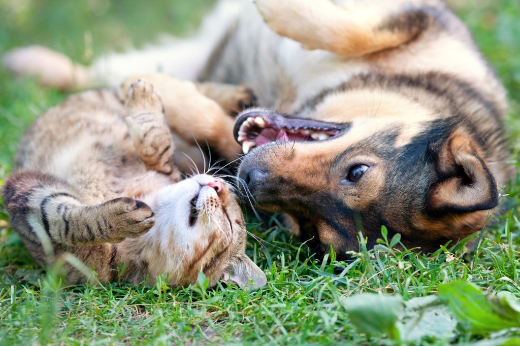 A dog and cat playing together outdoors, lying on their backs on the grass.