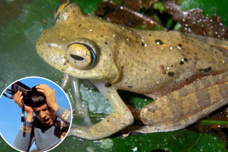 In Madagascar, new tree frogs were discovered that make "Star Trek" like noises.