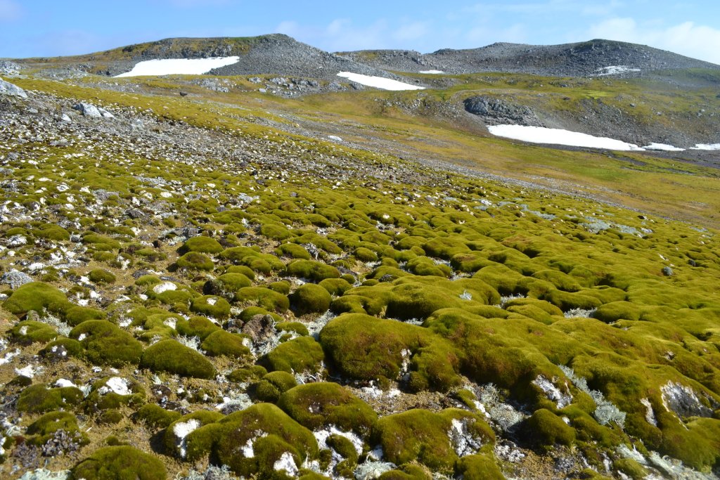 In the Antarctic Peninsula on the continent's western side, there has been a concerning amount of greening in the frigid region since the 1980s. Pictured is Ardley Island.