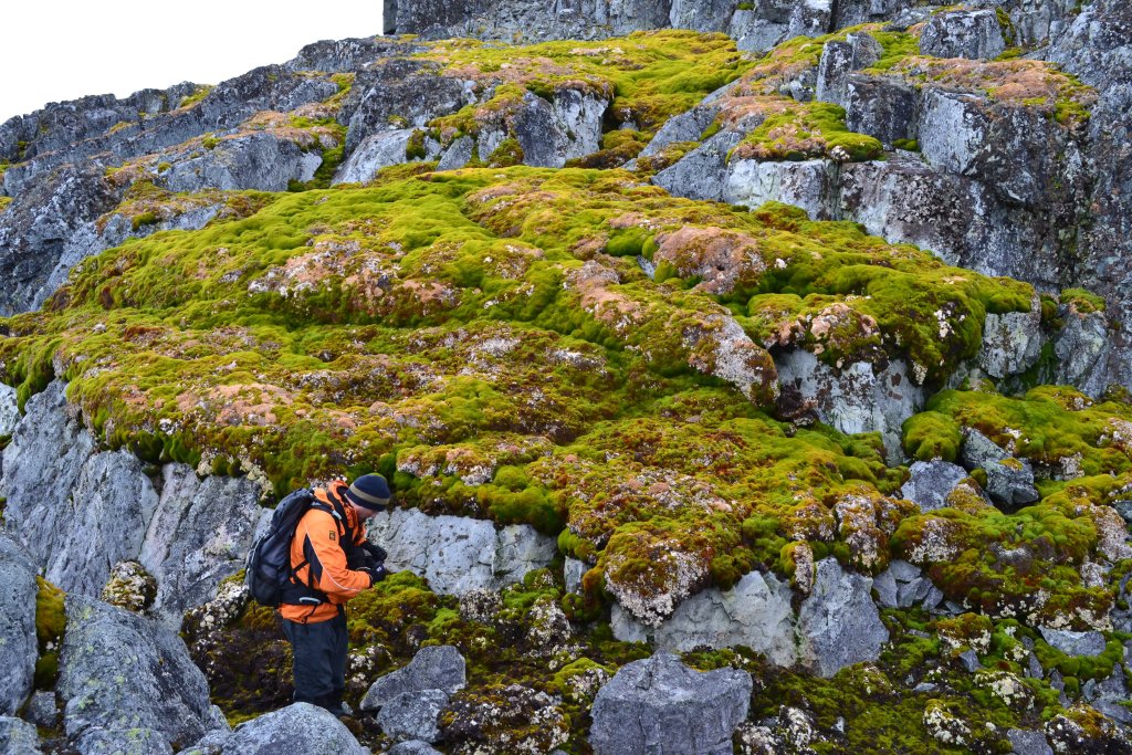 Norsel Point of Ardley Island, a section of the Antarctic Peninsula worrying scientists for its rapid greening, is seen with active plant life.  