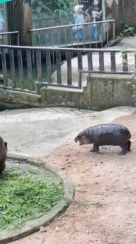 Moo Deng was seen doing her best Michael Jackson moonwalk impression recently.