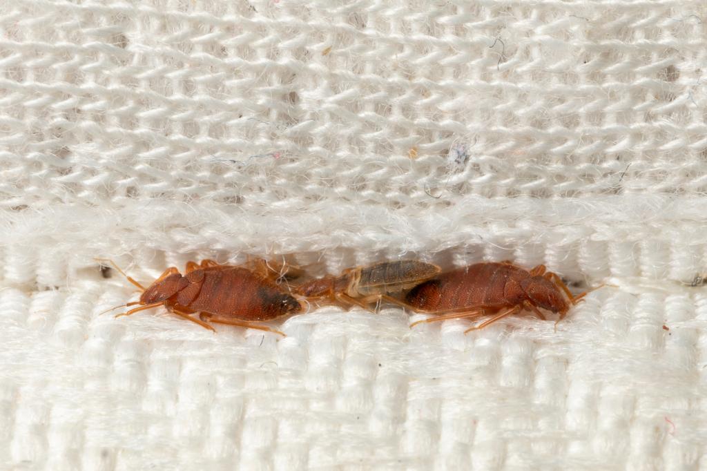 Brown bedbugs hiding in the crease of the mattress macro. Disgusting blood-sucking insects.