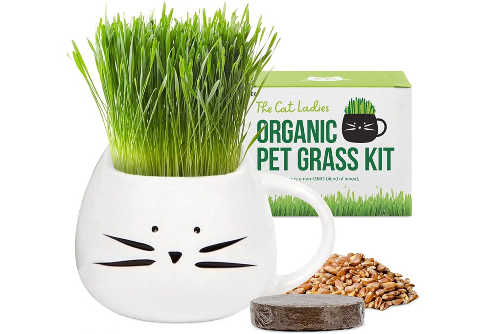 A cat-shaped pot filled with grass next to a box of seeds