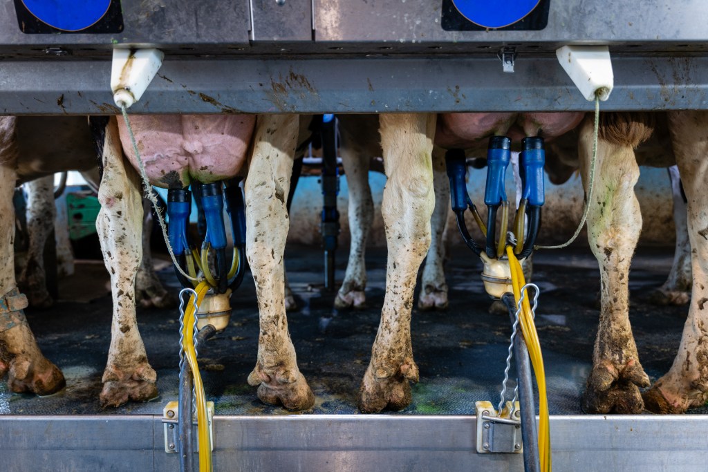 Cows being milked at Mystic Valley Dairy in Dane County, Wisconsin on May 8, 2024