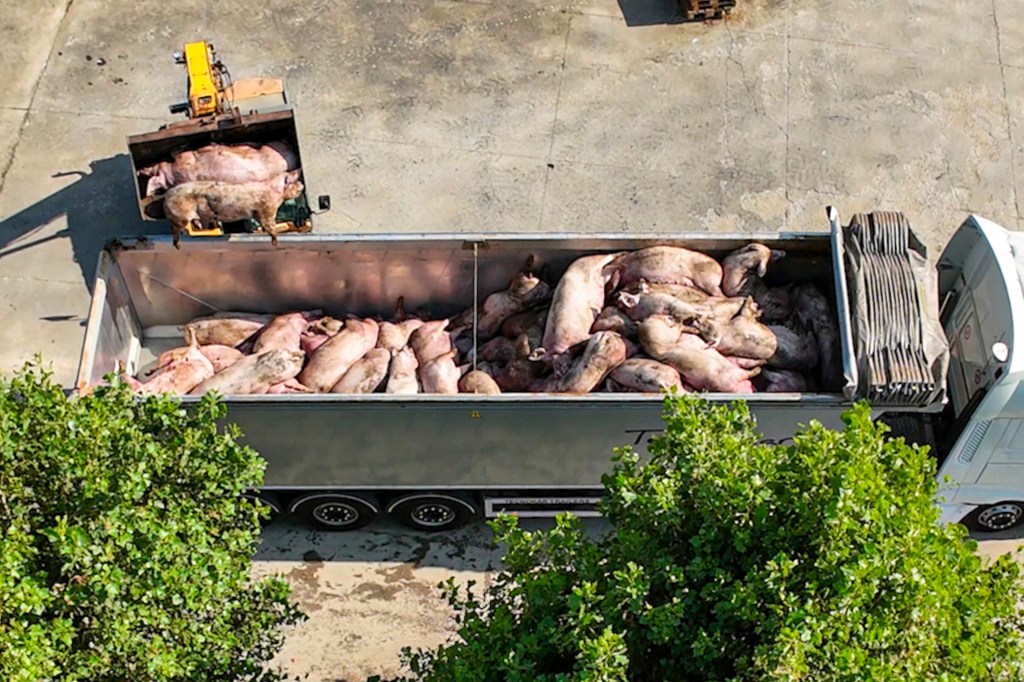 Dead pigs are loaded on a truck inside a farm near Pavia, northern Italy, Friday, Aug 2, 2024.