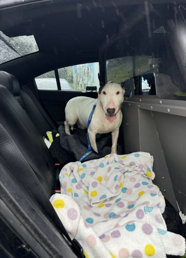 Morales parked his patrol vehicle and trudged across a soggy field next to Interstate 75, rescuing the terrified animal as the water had risen past the dog's legs.