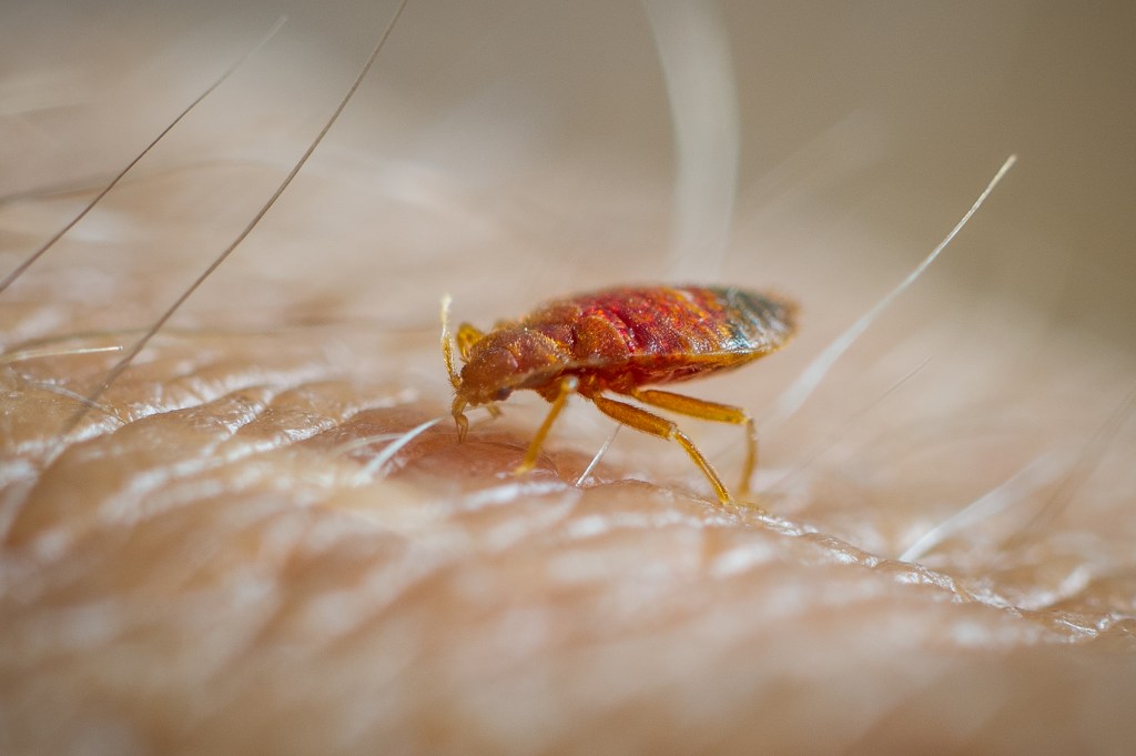 Bed bug feeding on human skin.