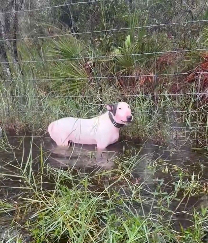 A heartbreaking video showed the dog tied to a fence and unable to move hours before Hurricane Milton made landfall.