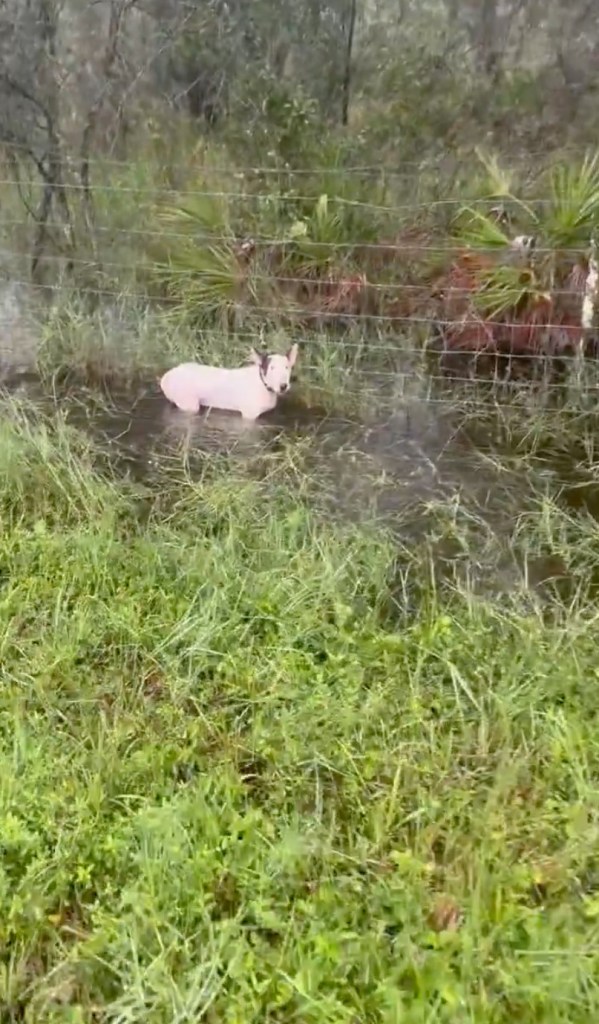 "Leaving this dog in this way was completely unacceptable," the Leon County Humane Society wrote on Facebook.  