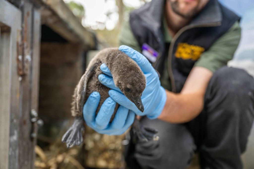 A zookeeper at Hertfordshire Zoo holding a newly hatched African penguin chick.