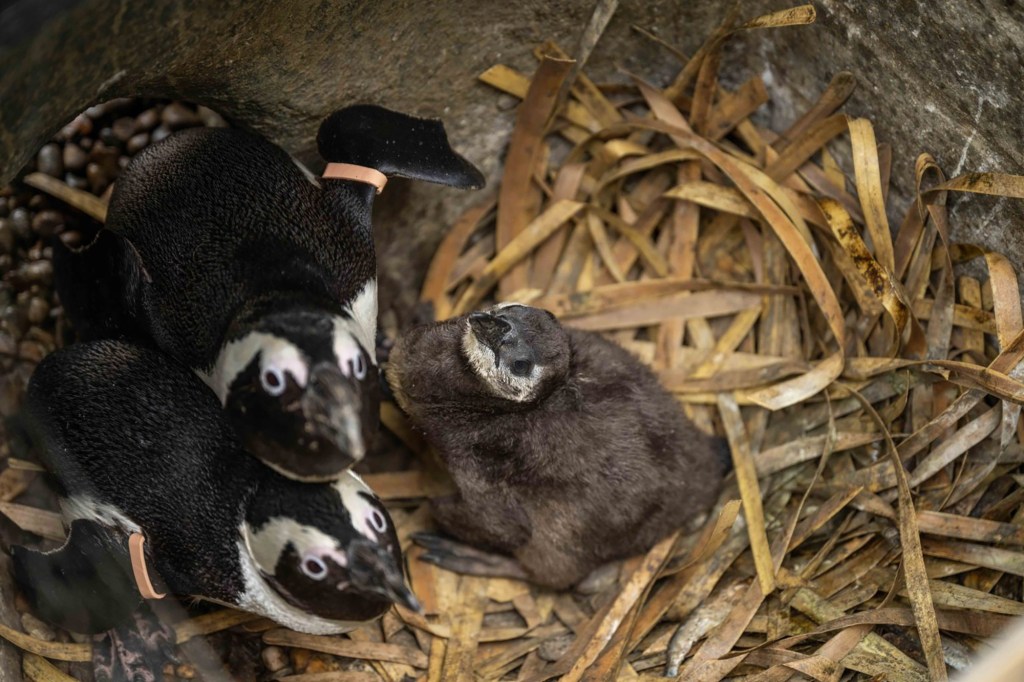 Two newly hatched African penguin chicks, Noel and Liam, in a nest at Hertfordshire Zoo.