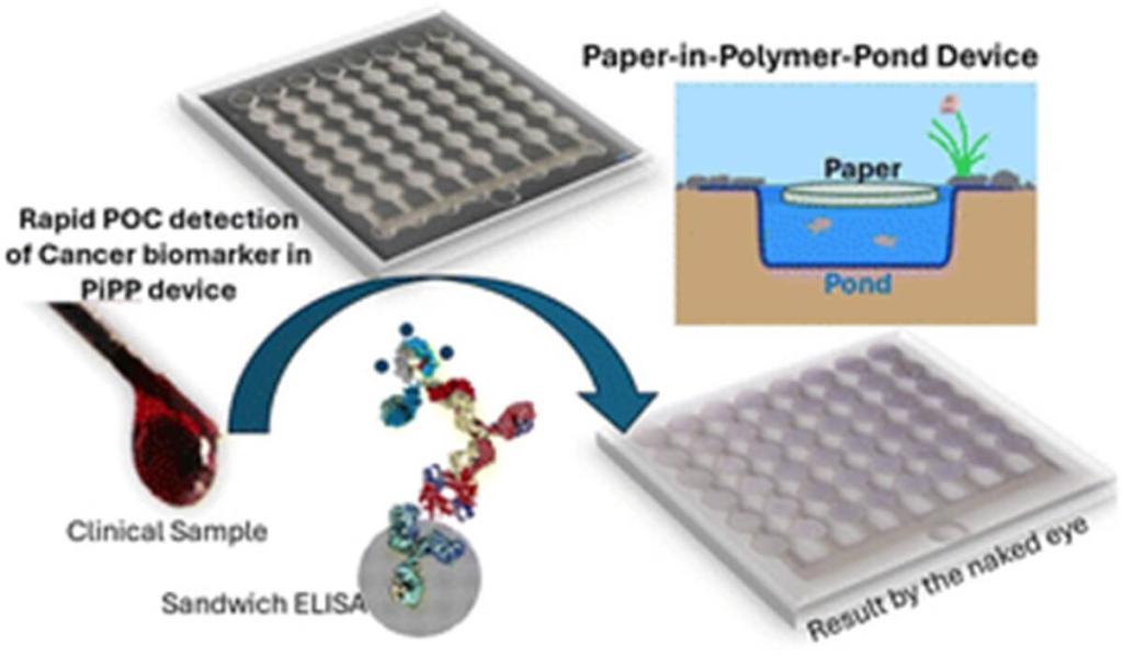 Known as a paper-in-polymer-pond (PiPP) device, the new testing platform combines paper similar to the kind found in coffee filters with a plastic framework. 
