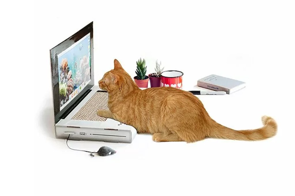 A cat sitting on a laptop