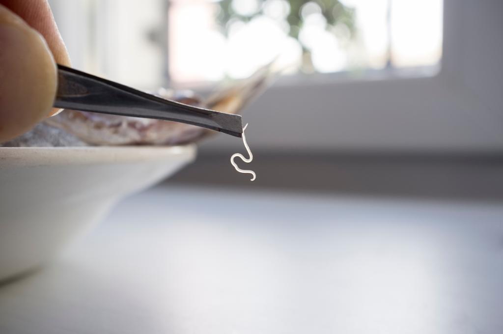 Tweezers holding anisakis worm found in raw fish on a plate