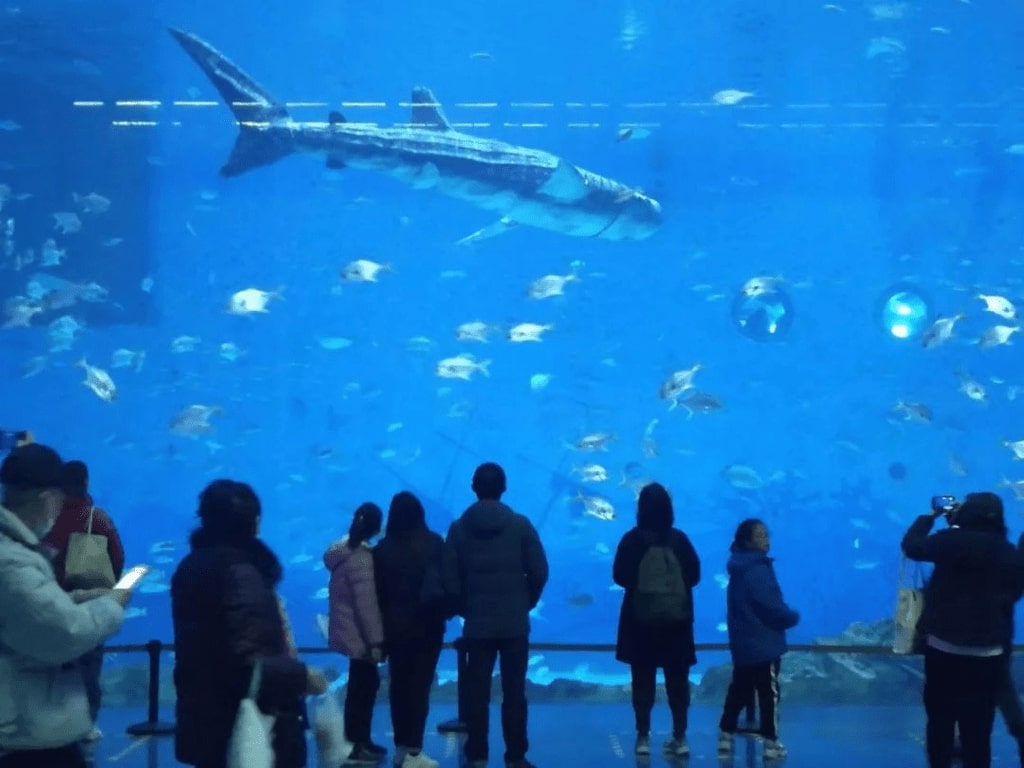 Park-goers watch the fake whale shark.