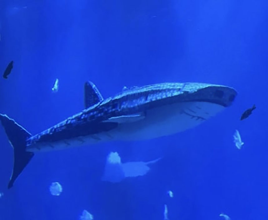 The robotic whale shark.