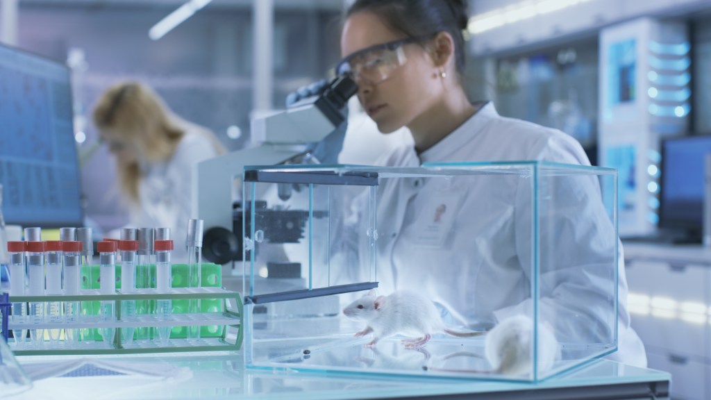 Medical research scientist examining a white laboratory mouse and tissue samples under a microscope in a bright laboratory.