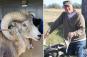 Montana rancher gets 6 months in prison for cloning giant sheep and breeding it