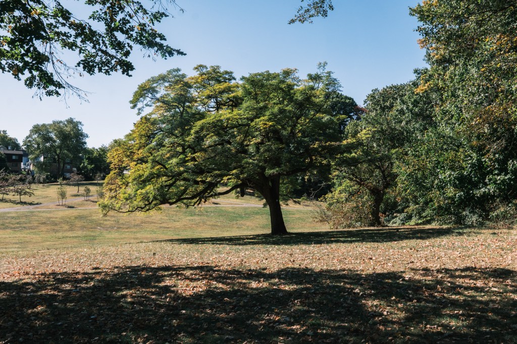 A tree in Crocheron Park. 