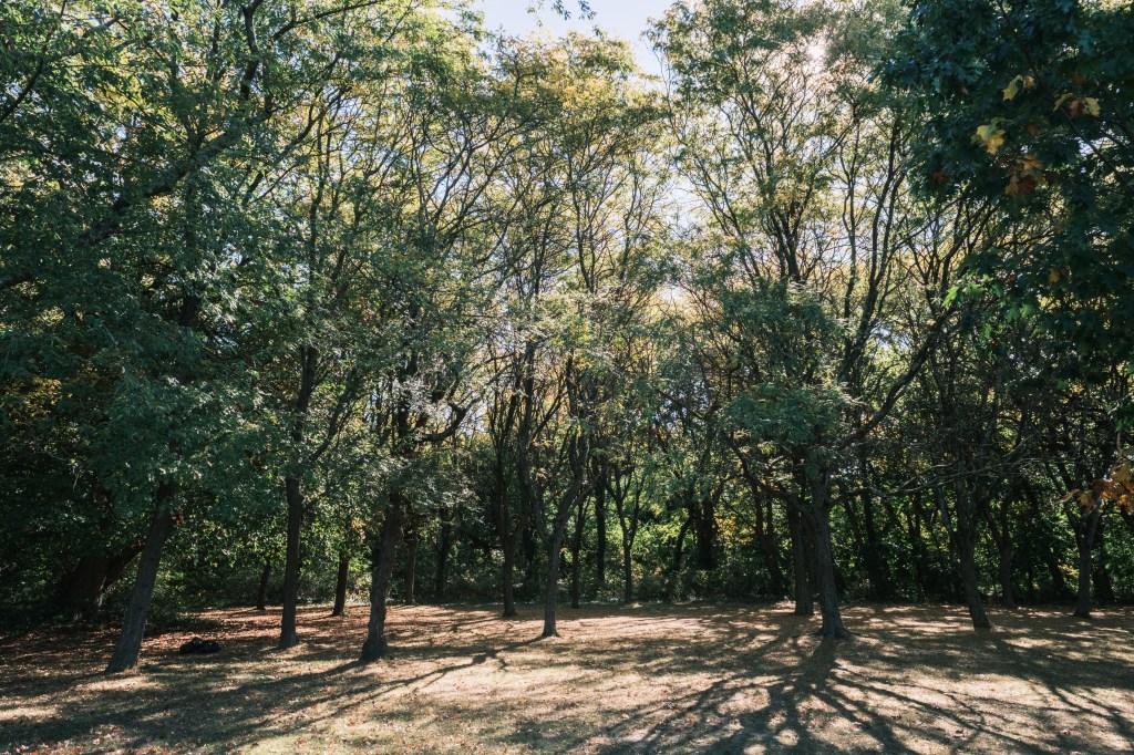 A line of trees at Crocheron and John Golden Park.