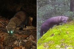 Fisher, rarely seen forest predator once eliminated in Pa., spotted on trail cam outside Pittsburgh: ‘Like Christmas morning’