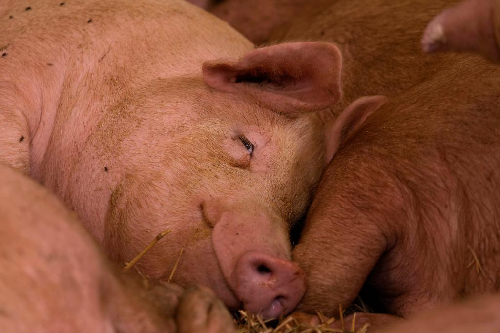 A pig sleeping inside a shed at the Piggly farm in Pegognaga, northern Italy.