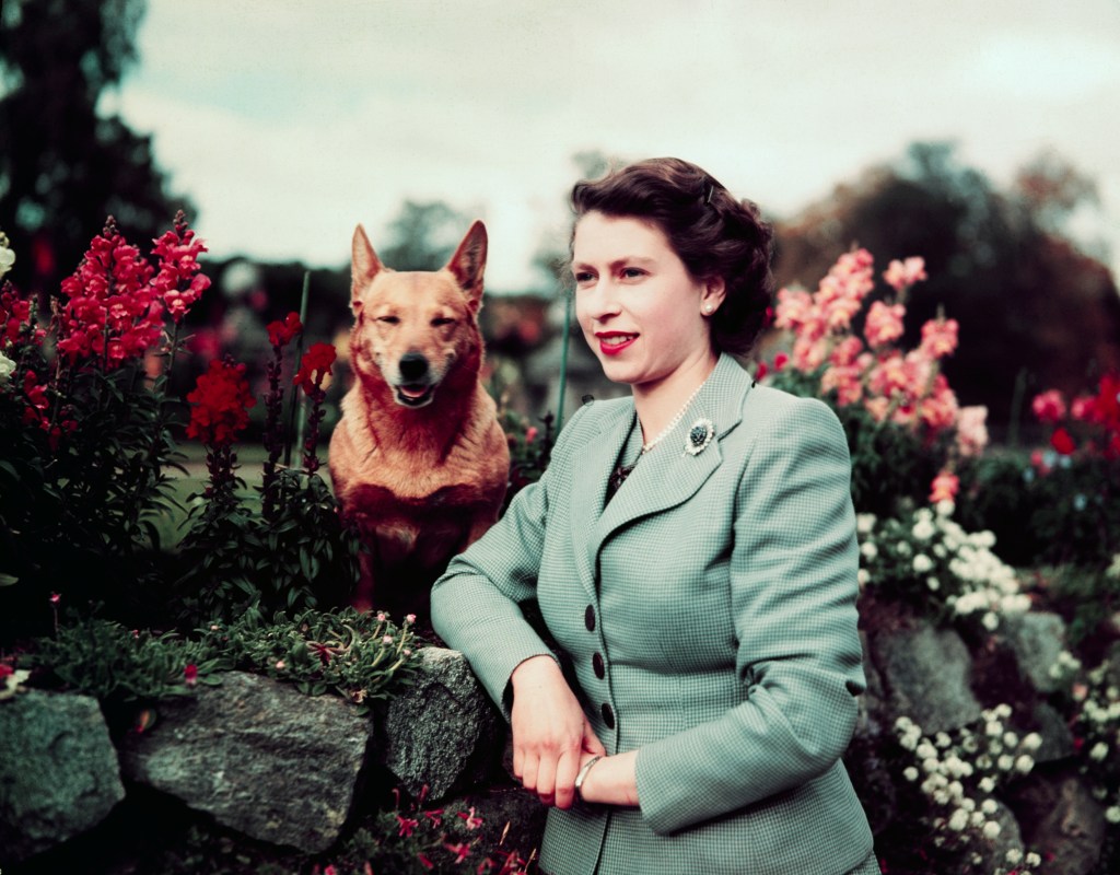 Queen Elizabeth II posing with her Corgi in the garden of Balmoral Castle, 28th September 1952.