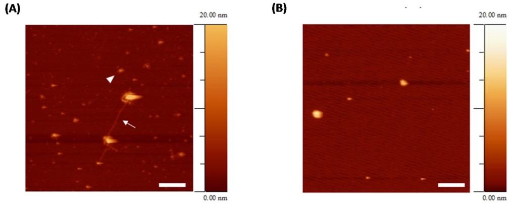 Scientists used a special imaging technique to observe how tau protein clumps in the brain tissue of genetically modified flies in response to treatment with RI-AG03.