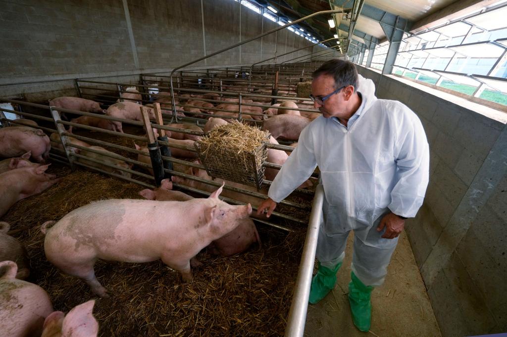 Sergio Visini, the founder of Piggly farm in northern Italy, in a white suit and green gloves, stroking a pig inside a barn