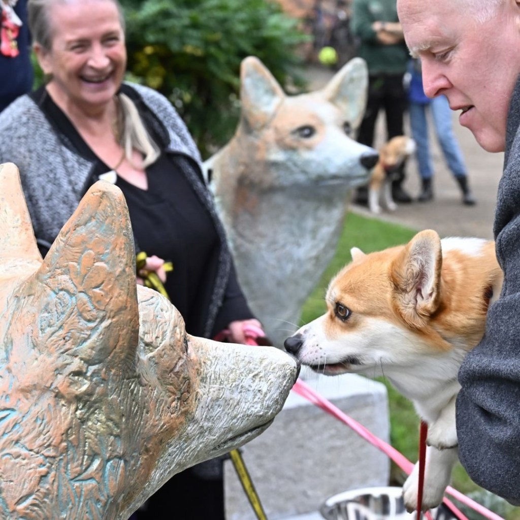 A man and dog examining new corgi statues in Walsall Arboretum, tributing Queen Elizabeth II and her beloved dogs.