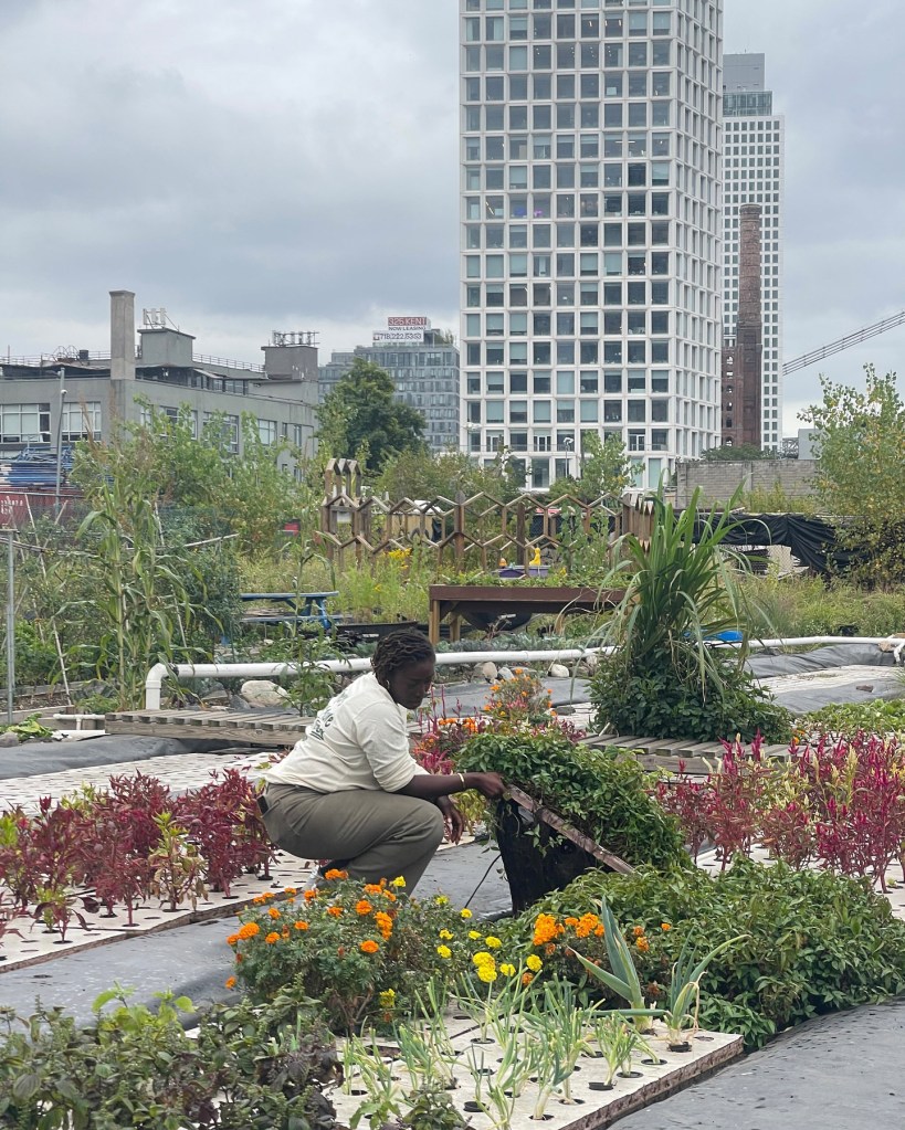 Oko Farms will have to leave the lot before getting to harvest its latest batch of crops.