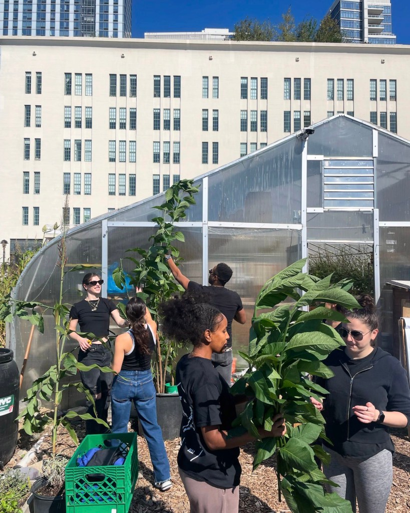 Volunteers working at Oko Farms.