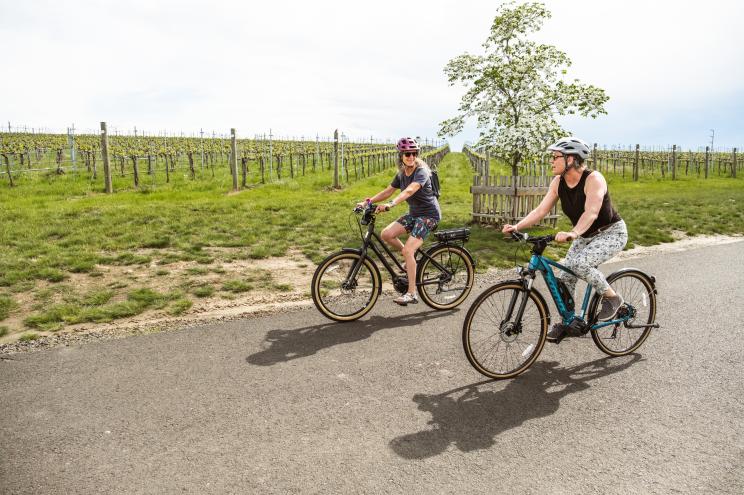 A group of people riding bicycles on a road through West Coast vineyards