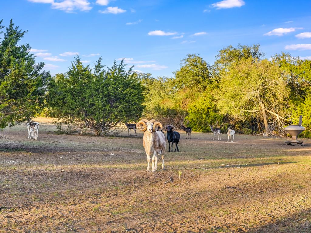 Owned by former attorneys Michael and Susan Price, the property is a wildlife haven, home to exotic animals like antelope and Japanese Akaushi cattle. 