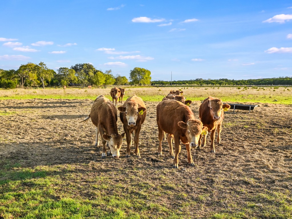 The ranch as been pegged a "safari" due to all the exotic wildlife. 