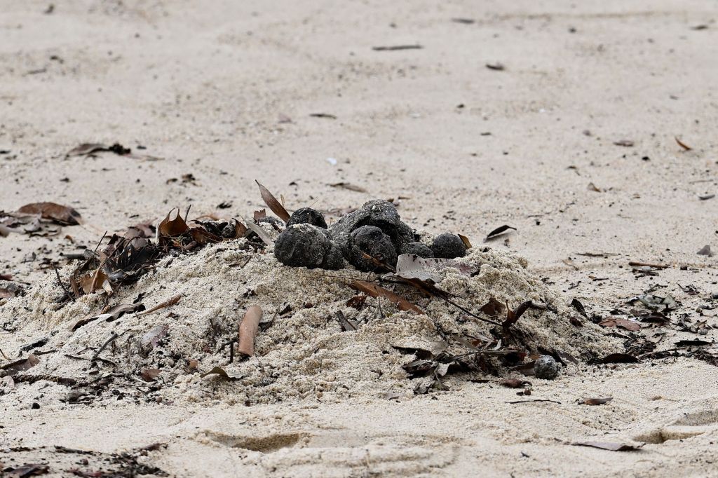 Thousands of black balls found washed up on a popular Sydney beach have been identified as tar balls.