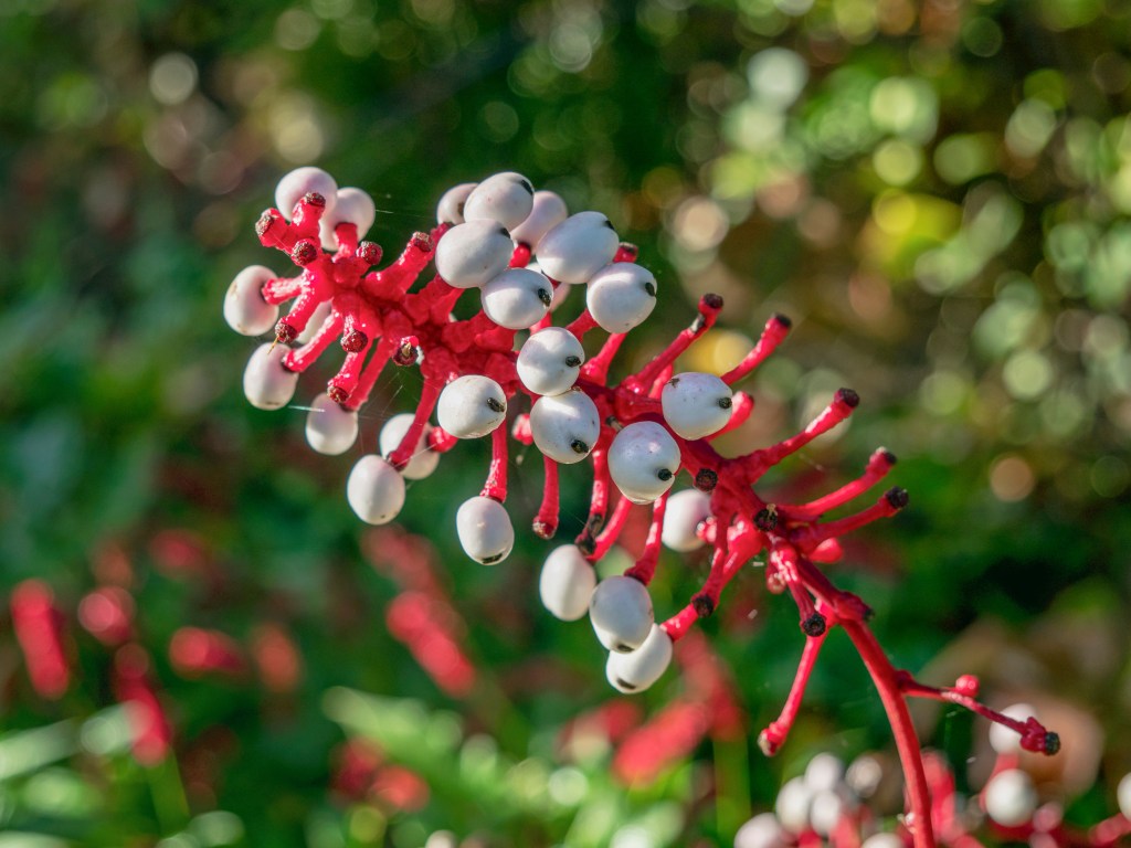 Close up of white baneberry Actaea pachypoda plant with white berries on red stalks